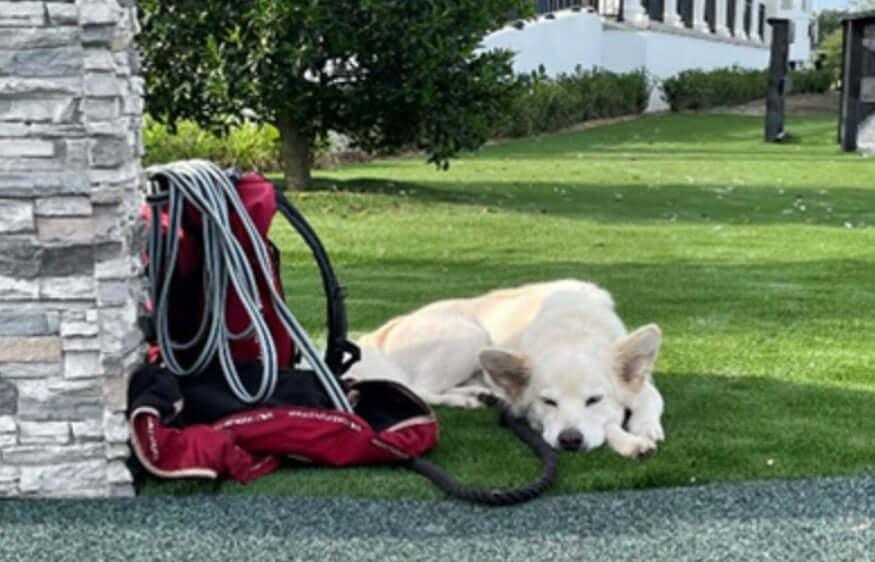 Ringside Backpack Essentials - Total EquiHealth