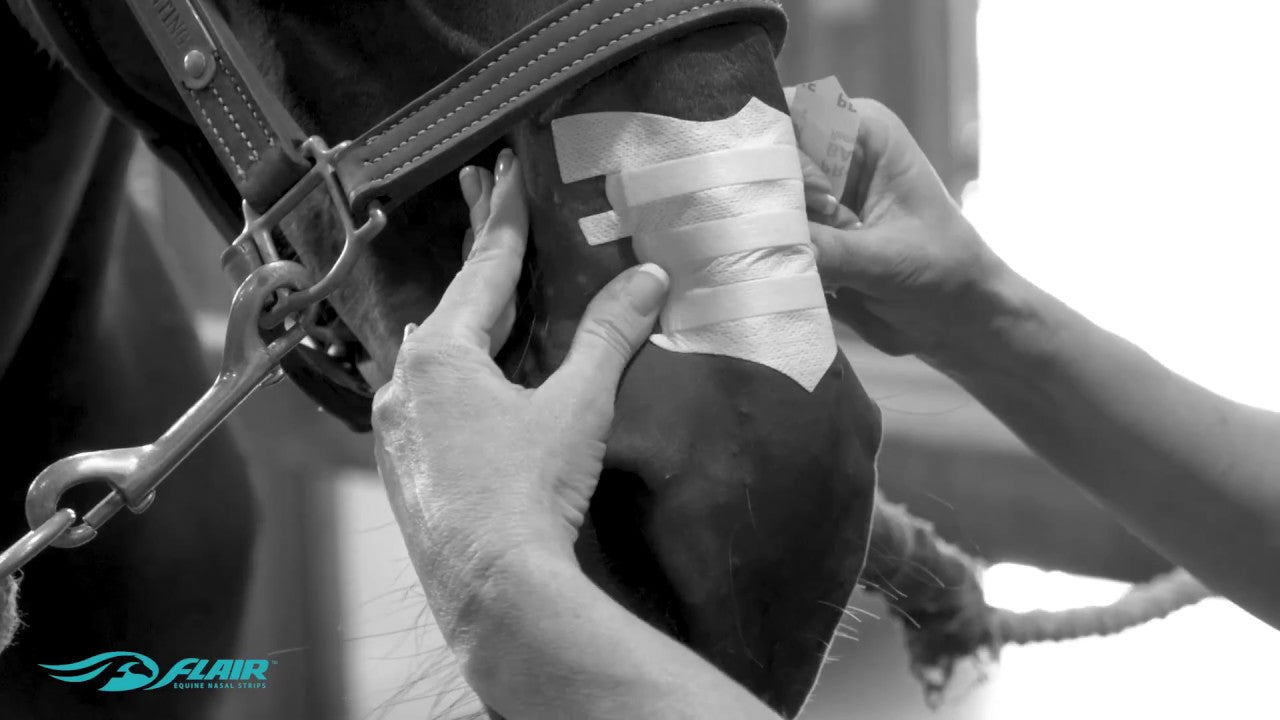 Enhance Your Horse's Performance | Flair Equine Nasal Strips - Total EquiHealth