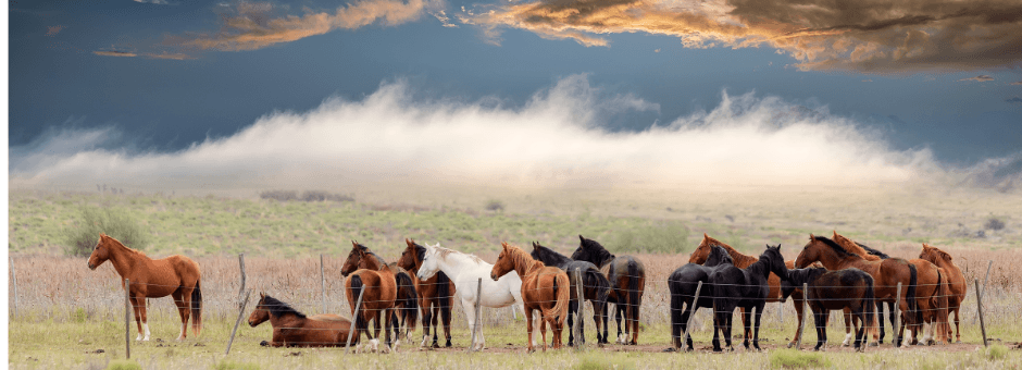 EnviroEquine - Total EquiHealth