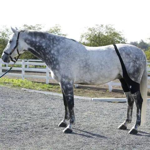 Ice Horse Stifle Wraps IceHorse