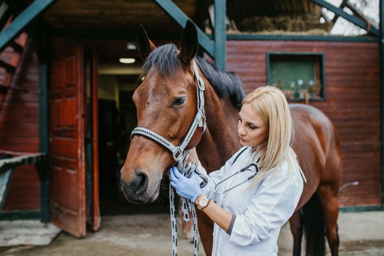 Boost Your Horse's Immune Health | Immune Health Collection - Total EquiHealth