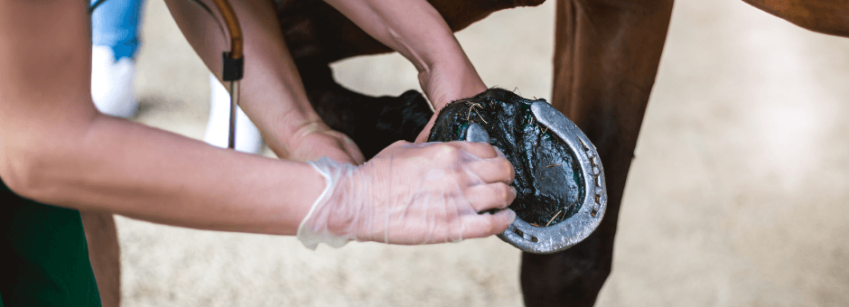 Promote Healthy Hooves for Your Horse | Hoof Care Collection - Total EquiHealth